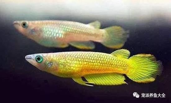水族知识