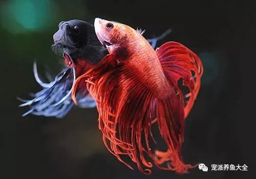 爱养鱼