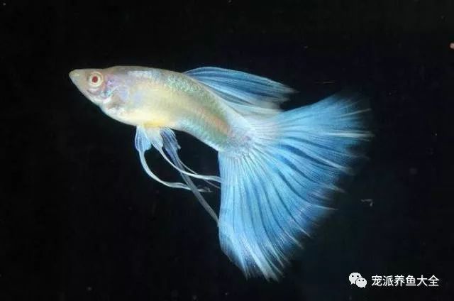 养鱼科普