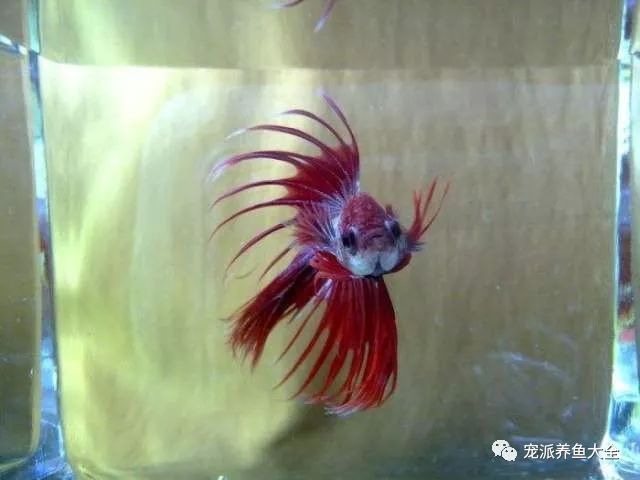 爱养鱼