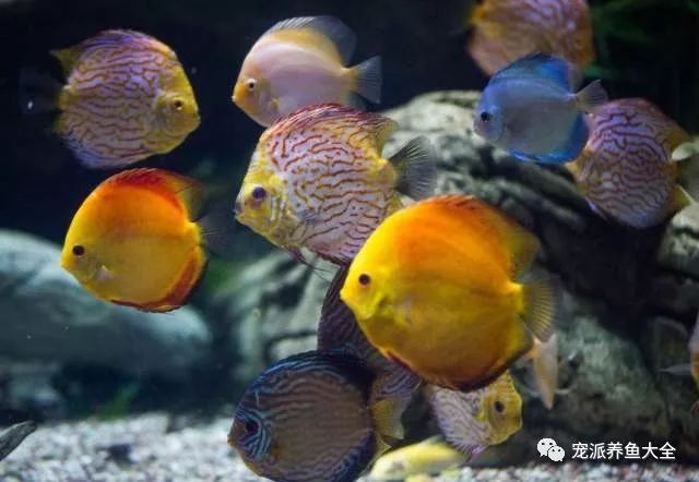 爱养鱼