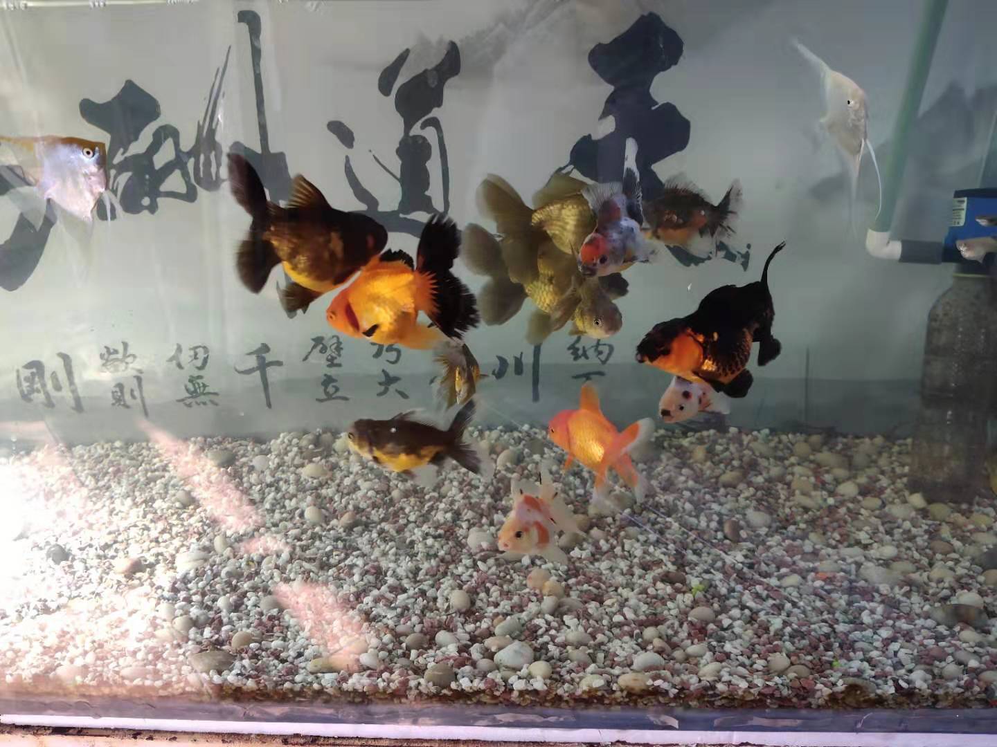 热带鱼
