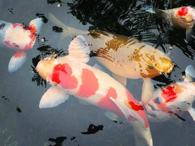 水族知识
