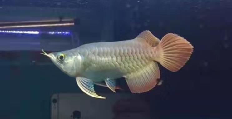 水族知识