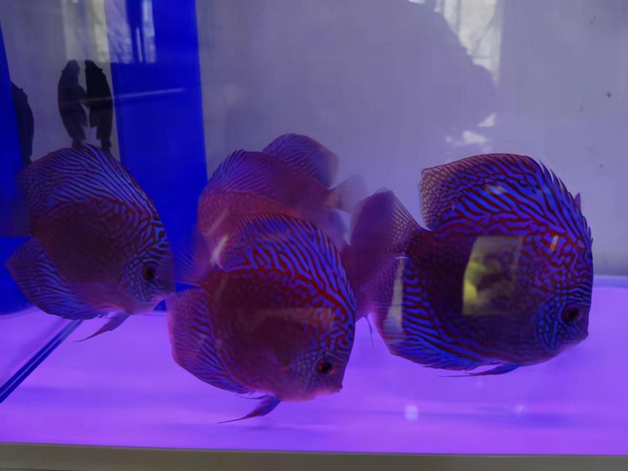养鱼