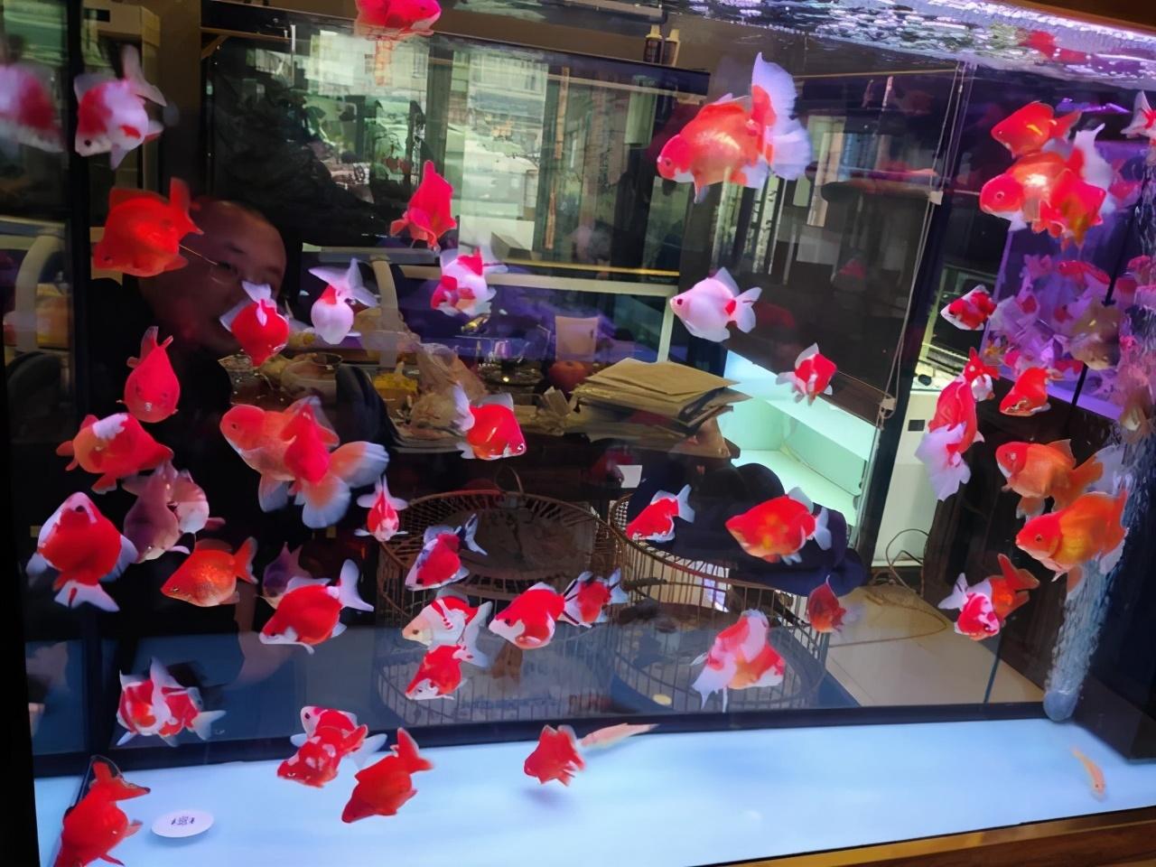 水族知识