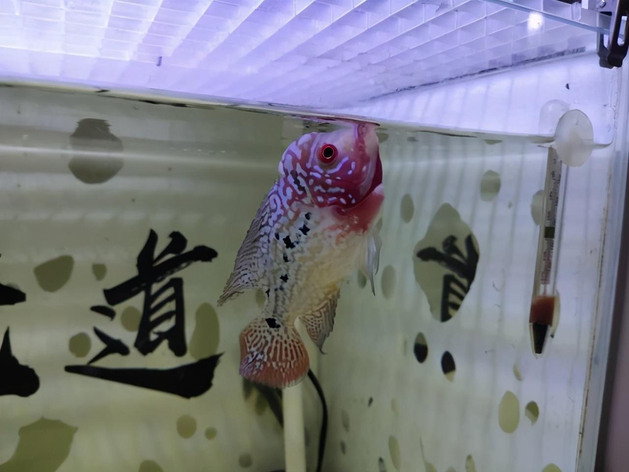 水族知识