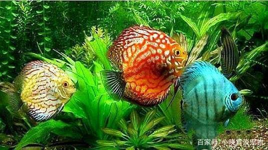 养鱼知识