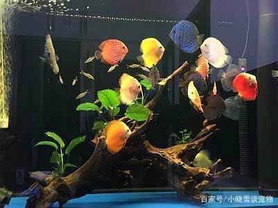 养鱼经验