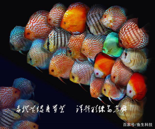 热带鱼