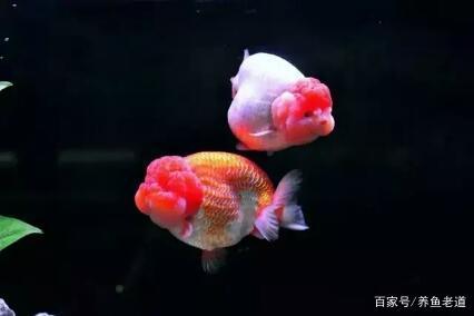 水族知识