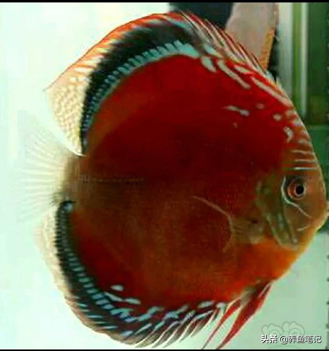 养鱼知识