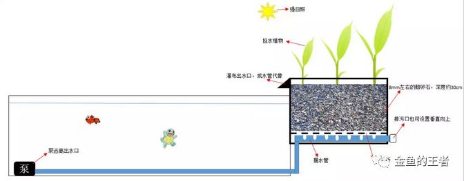 养鱼科普