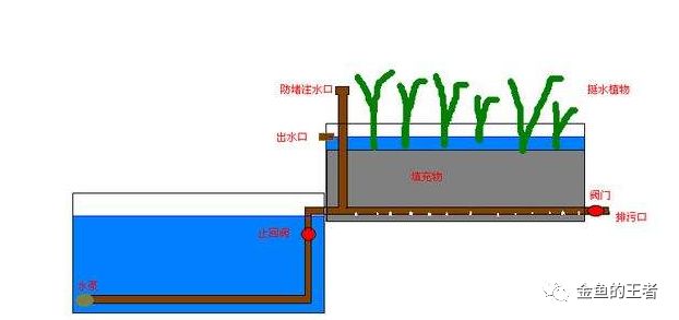 养鱼经验