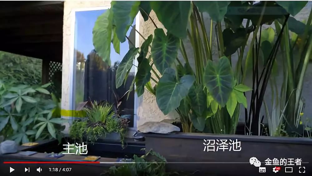 爱养鱼