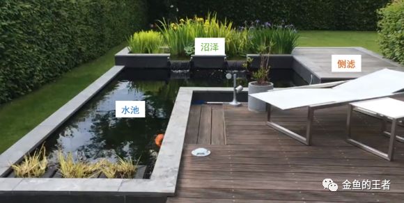 热带鱼