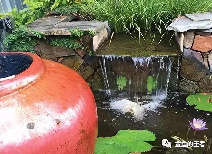 水族知识