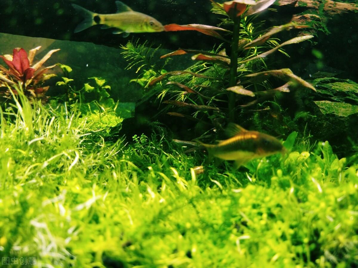 养鱼