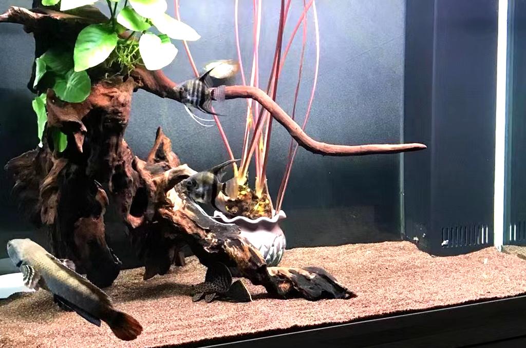 水族知识