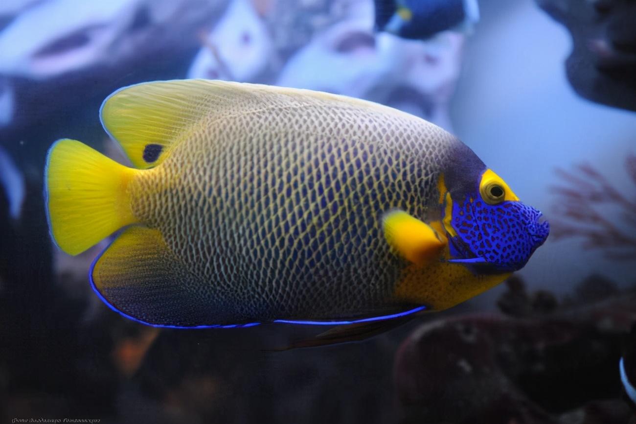水族知识