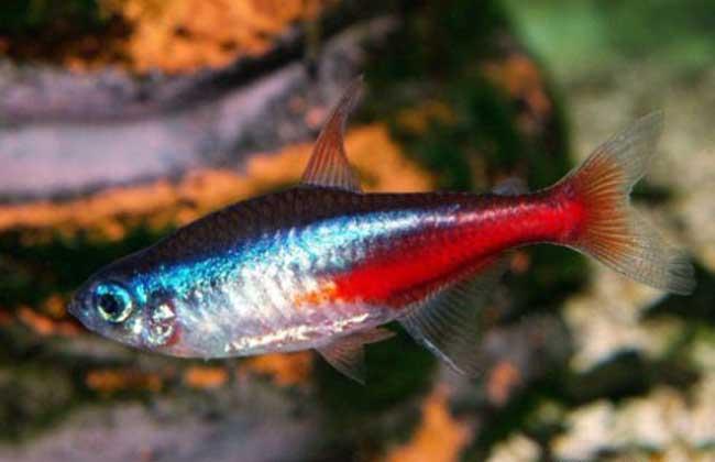 红绿灯鱼繁殖过程，红绿灯鱼繁殖环境详解